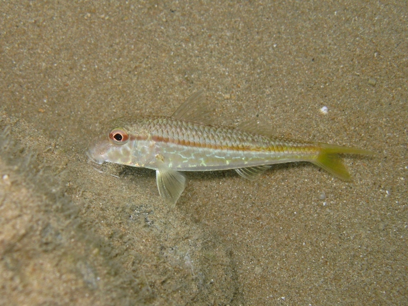 Mullus barbatus (Linnaeus, 1758)